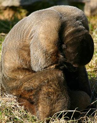 Sad Monkey Photo