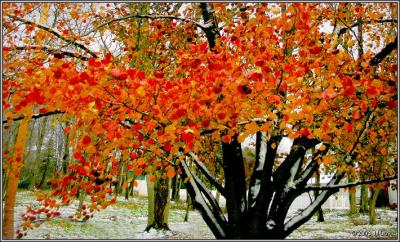 Fall Meets Winter