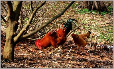Birds of another feather I pc.jpg