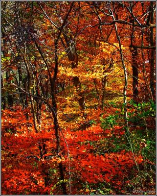 Trailside fall 9 pc.jpg