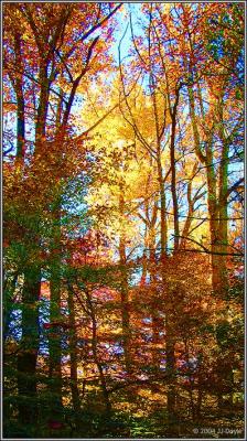 Trailside fall 16 pc.jpg