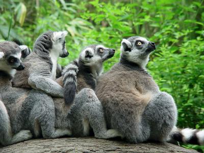 Ring-tailed Lemur 01lo.jpg