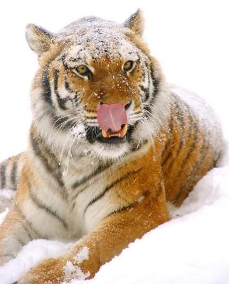 Tiger in Snow 01lo.jpg