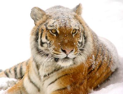 Tiger in Snow 05lo.jpg