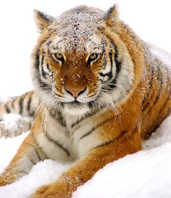 Tiger in Snow 08lo.jpg