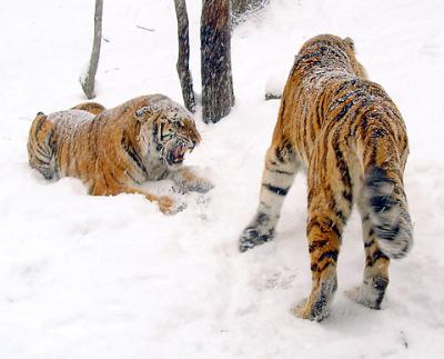 Tigers in Snow 01lo.jpg