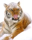 Tiger in Snow 01lo.jpg