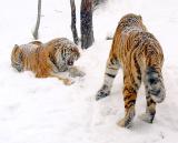 Tigers in Snow 01lo.jpg