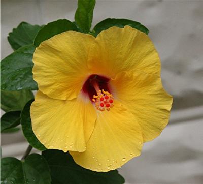 Hibiscus.jpg