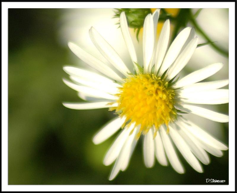 10/11/04 - Flowers for Angela