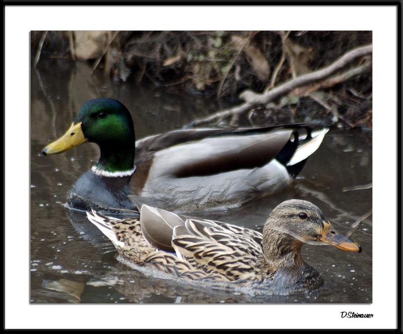 ds20050204_0032awF USM Mallards.jpg