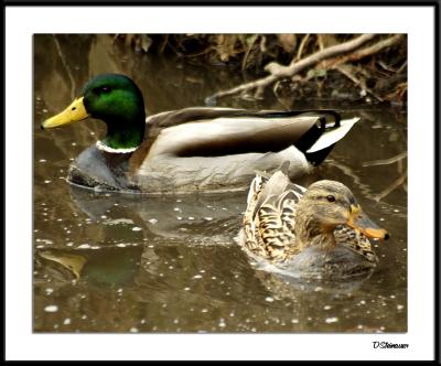 2/5/05 - Ducky
