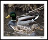 ds20050204_0032awF USM Mallards.jpg