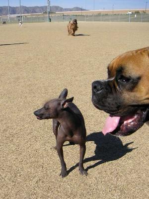 A Peruvian Inca Hairless and his Boxer pal