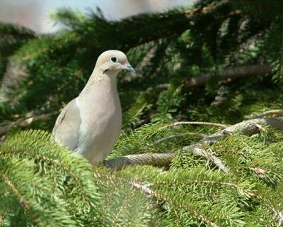 dove.