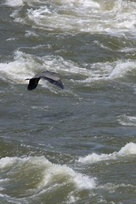 Heron I