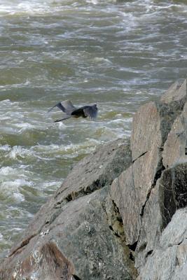Heron II