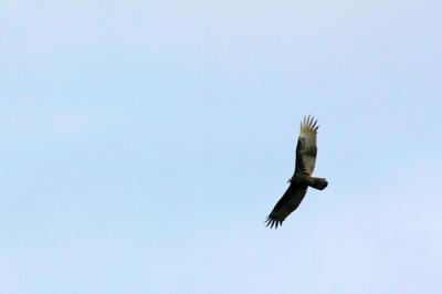 Hawk