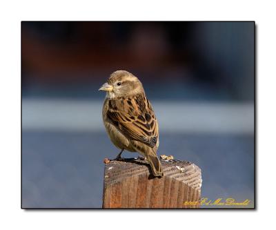 Sparrow on Post
