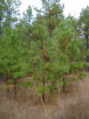 pine alongside the drive