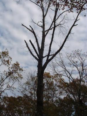 the Thanksgiving tree to be felled