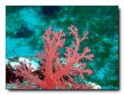 Soft coral