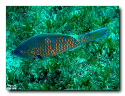 Parrotfish