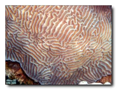 stony coral