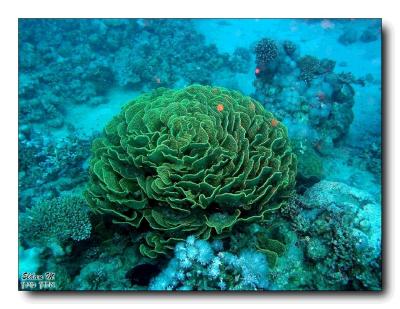 stony coral