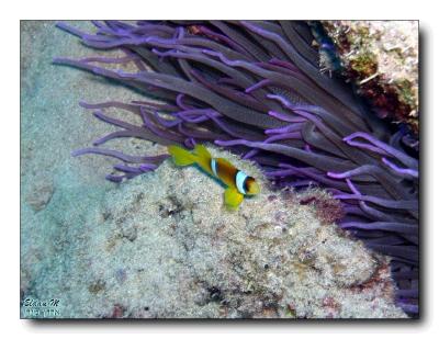 Anemonefish