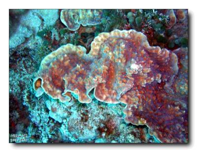 stony coral