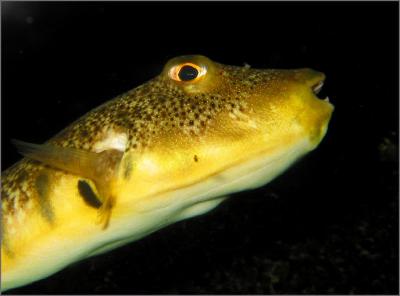 Puffer Portrait