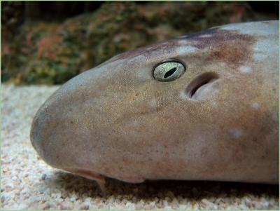 Bamboo Shark