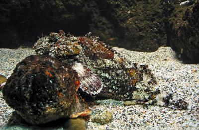 Masters Of Camoflage: Stonefish and Scorpionfish