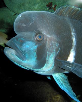 Humphead Cichlid face