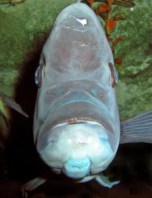 Humphead Cichlid Frontal