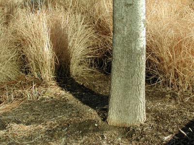 Tree Shadow