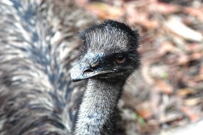 Here's lookin' at you  ~Emu