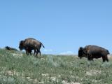 Three Bison