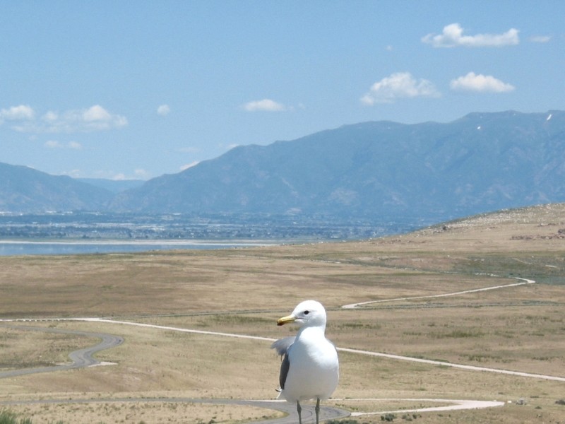 Seagull and Salt Lake City