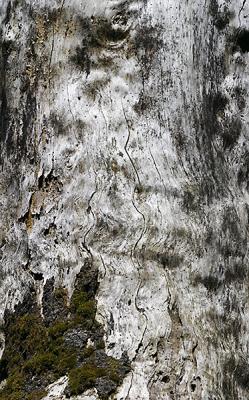 Old Giant