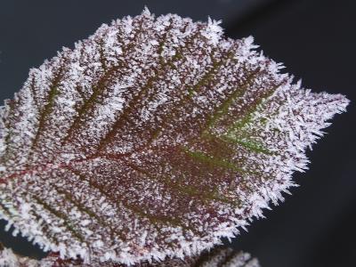 Frosted Leaf