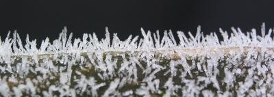 Frost on Fence