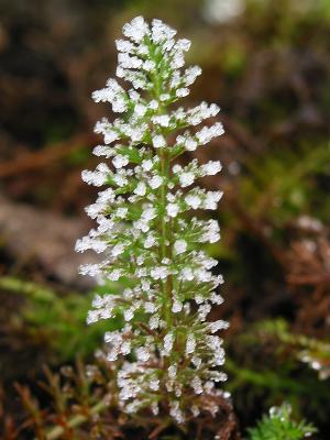 Frosted Ground Plants