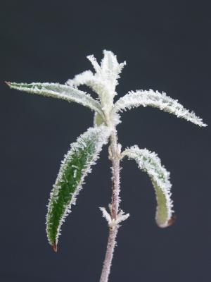 Frosted Leaves