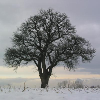 Tree in December