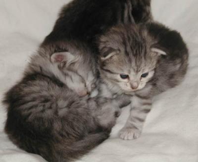 Kitten.jpg