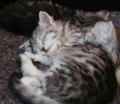 Asleep - 5 weeks old