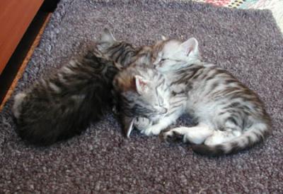 Kittens.jpg