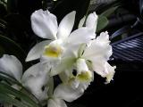 White orchid.jpg